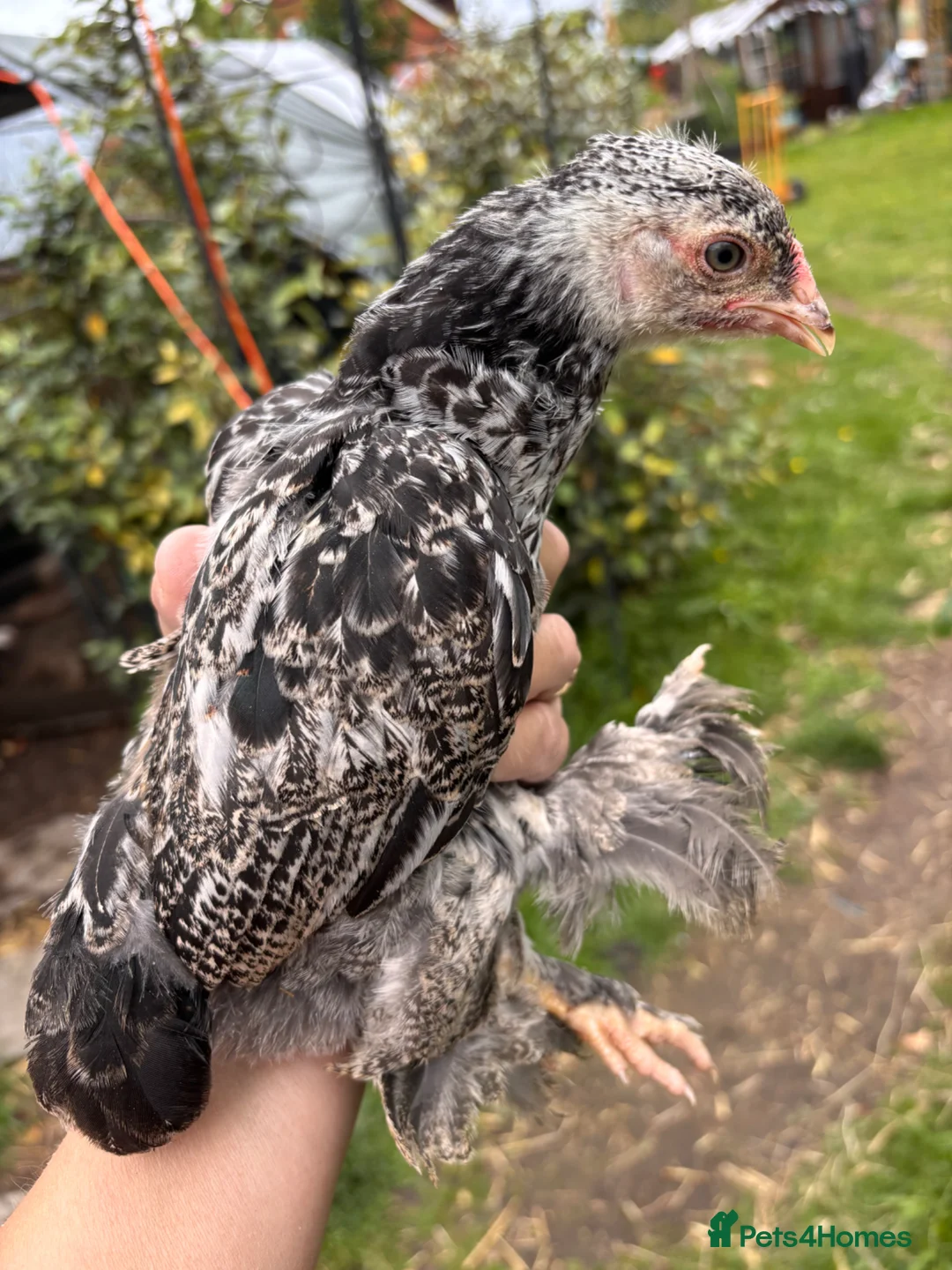 Chickens poultry for sale: Laced Bantam Brahmas Mixed  - Advert 3