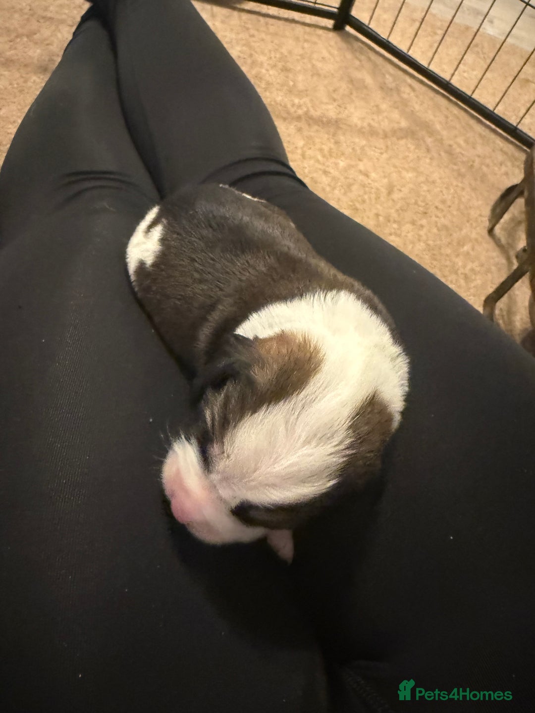 Cockerdor dogs for sale: Cocker spaniel/ Labrador puppies  - Advert 17