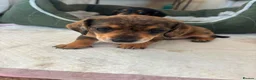 Dachshund dogs for sale: 2 beautiful cream dappled dachshund girls  - Advert 4