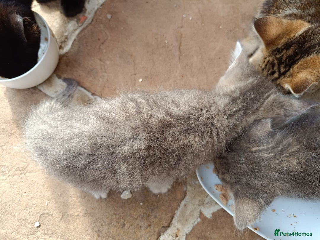 Mixed Breed cats for sale: Adorable kitties ready to go.  - Image 18