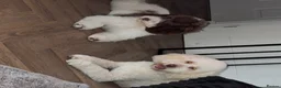 Cockapoo dogs for sale: Beautiful f1 Cockapoo puppy’s  - Advert 9