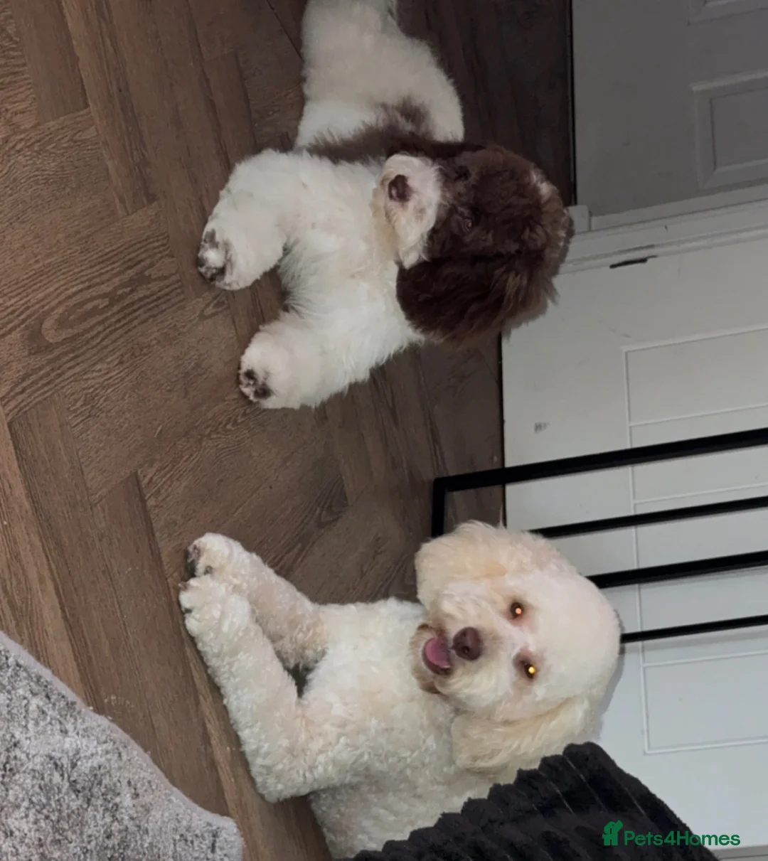Cockapoo dogs for sale: Beautiful f1 Cockapoo puppy’s  - Advert 9