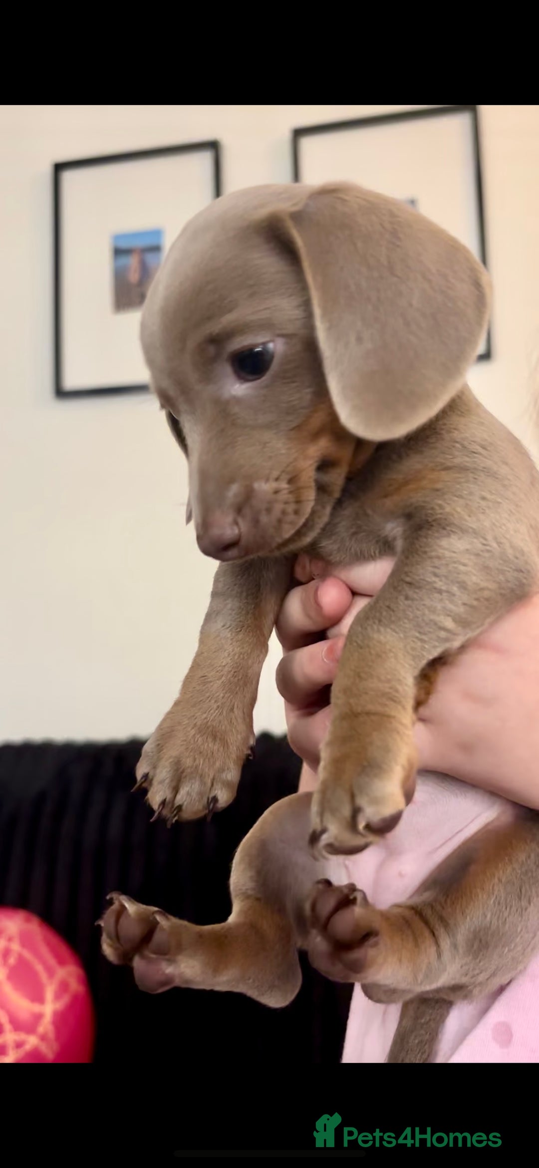 Miniature Dachshund dogs for sale: 🐾 2 female kc Isabella-tan mini dachshund pups 🐾 - Advert 3