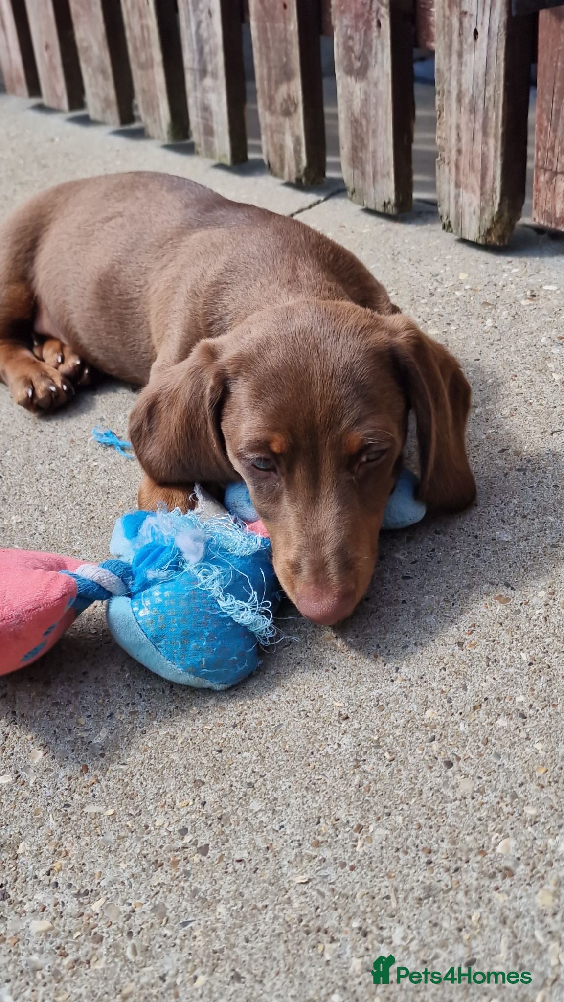 Miniature Dachshund dogs READY NOW Full Vaccination Dachshund Flufy & Smoth - Advert 2