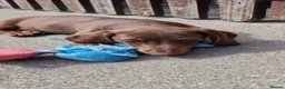 Miniature Dachshund dogs for sale: READY NOW Full Vaccination Dachshund Flufy & Smoth - Advert 15