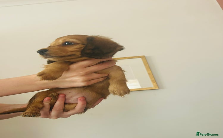 Miniature Dachshund dogs - Advert 2
