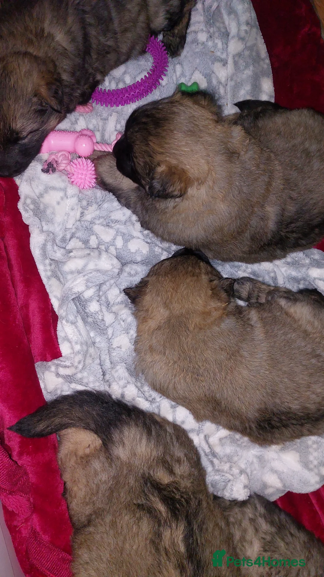 German Shepherd dogs for sale: German shephered puppys 4 boys 2 girls - Advert 12