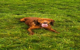 Cocker Spaniel dogs for sale: 💙Adorable Cocker spaniel puppies❤️ - Advert 6