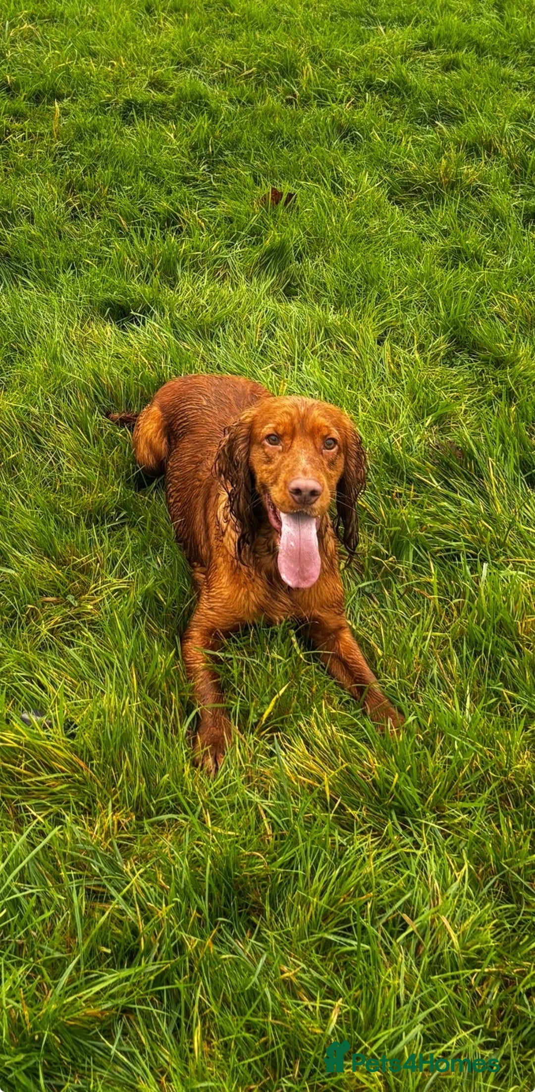 Cocker Spaniel dogs for sale: 💙Adorable Cocker spaniel puppies❤️ - Advert 6