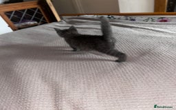 Russian Blue cats for sale: Male Russian blu kitten ready to leave LOWESTOFT - Image 3