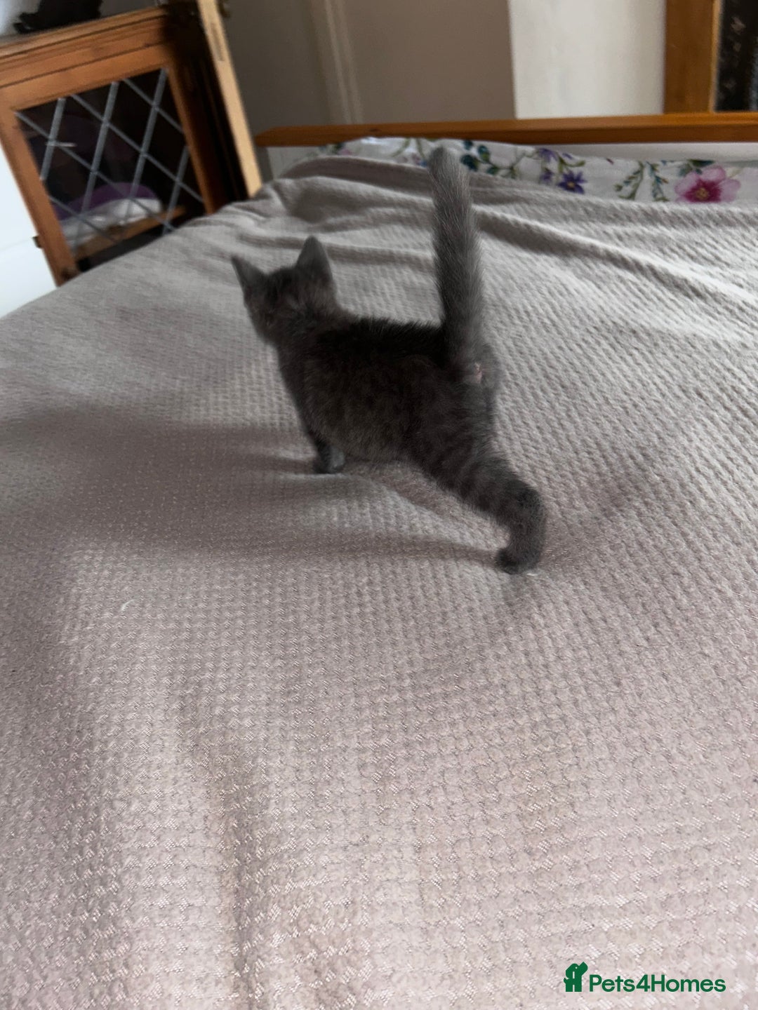 Russian Blue cats for sale: Male Russian blu kitten ready to leave LOWESTOFT - Image 3