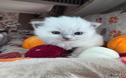 Ragdoll cats for sale: 🏆 gccf ragdoll grand champion kittens 🏆 - Image 12