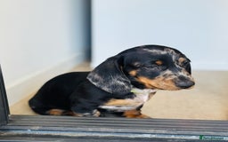 Miniature Dachshund dogs for sale: peaceful purebred mini dapple doxies for sale - Image 2