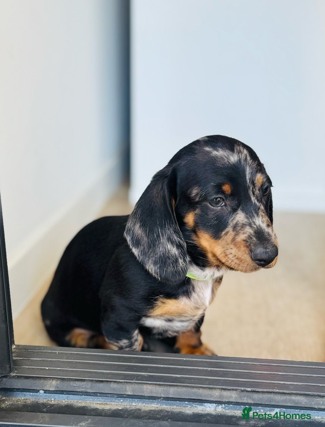 Miniature Dachshund dogs for sale: peaceful purebred mini dapple doxies for sale - Image 2