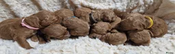 Mini Goldendoodle dogs for sale: Miniature Goldendoodle puppies available - Advert 10