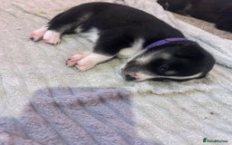 Mixed Breed dogs for sale: Huskadors/labskys - Image 10