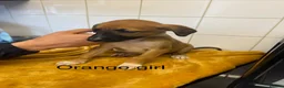 Lurcher dogs for sale: Mali x sluki puppies  - Advert 5