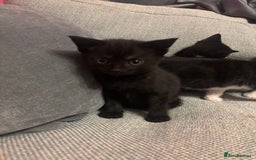 Mixed Breed cats for sale: Kittens for sale  - Advert 2