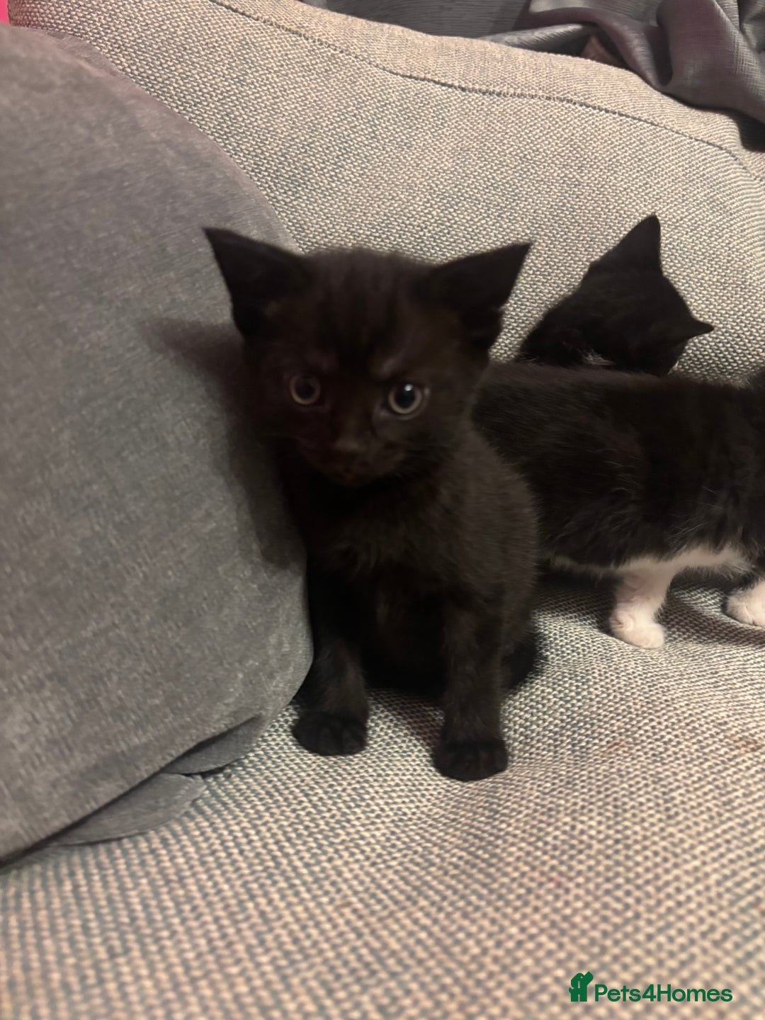 Mixed Breed cats for sale: Kittens for sale  - Advert 2