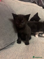 Mixed Breed cats Kittens for sale - Advert 1
