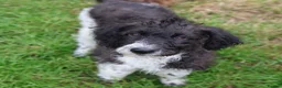 Labradoodle dogs for sale: 🌈 Stunning Standard, parti F1b Labradoodles, 🌈  - Advert 19