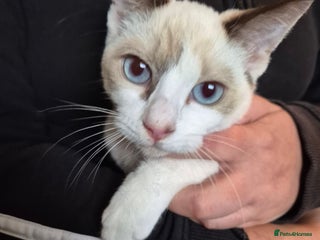 Snowshoe cats - Advert 18