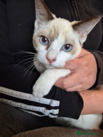 Snowshoe cats - Advert 1