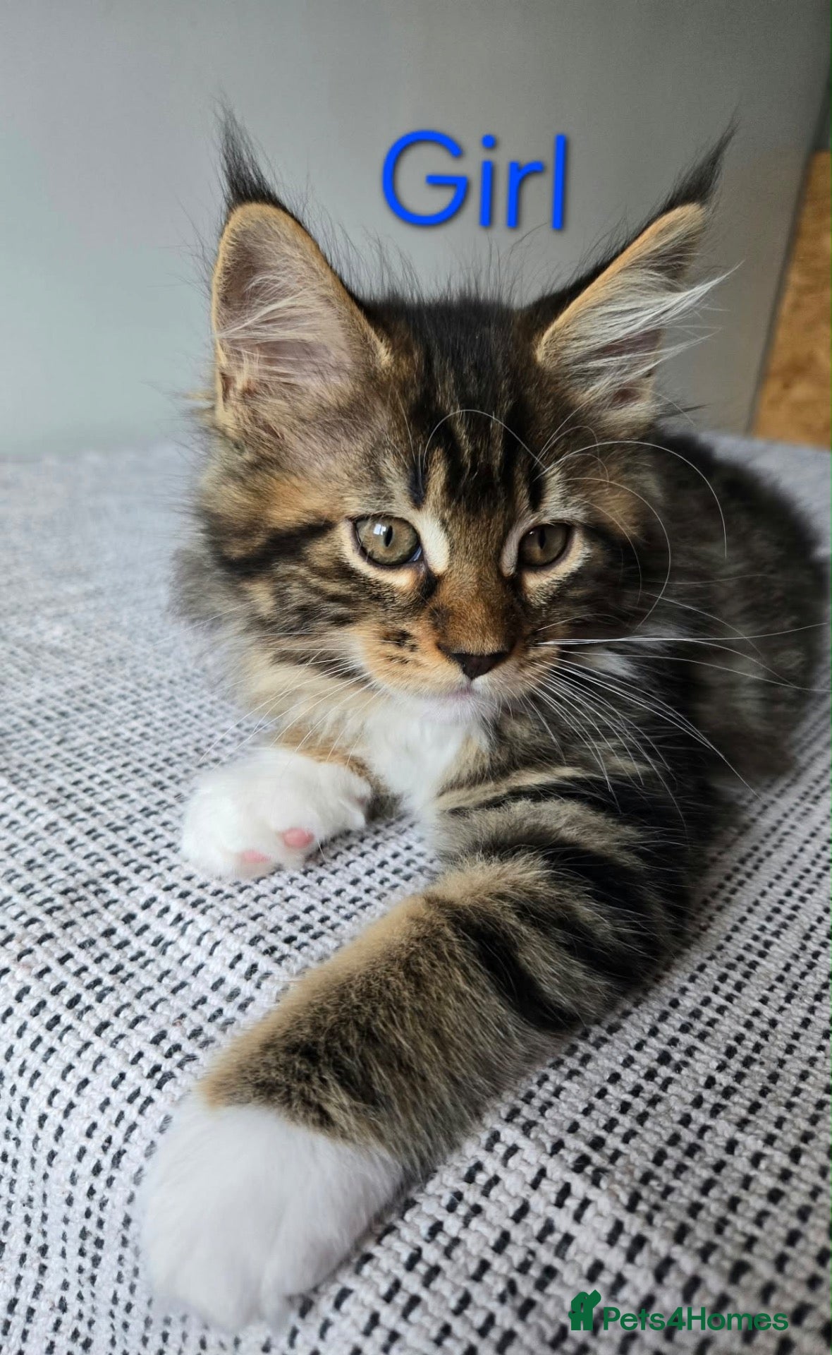 Maine Coon cats for sale: 3 Gorgeous Maine Coon kittens. - Advert 2