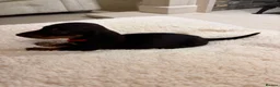 Miniature Dachshund dogs for sale: Miniature dachshunds  - Advert 11