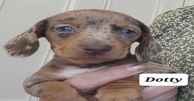 Miniature Dachshund dogs - Advert 7