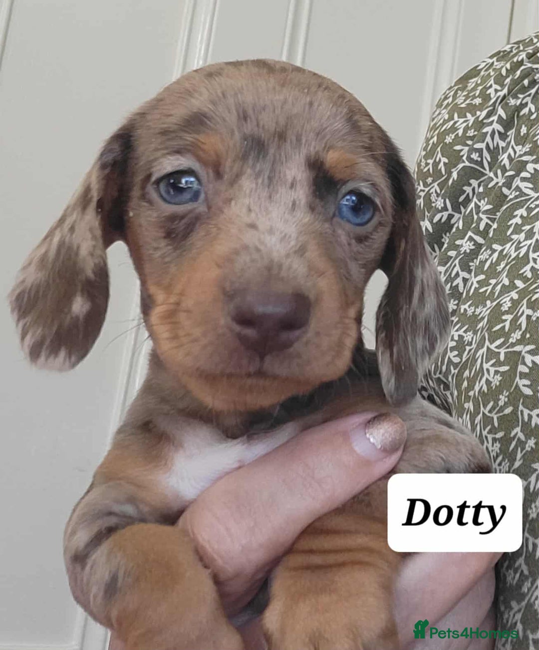 Miniature Dachshund dogs for sale: QUALITY MINIATURE DACHSHUND SMOOTH PUPS - Image 5
