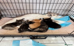 Mixed Breed cats for sale: Gorgeous Ragdoll Mix Kittens Ready for Loving Home - Image 2
