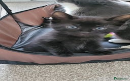 Domestic Shorthair cats for sale: 6 lovable bundles of mischief seek forever home - Image 5