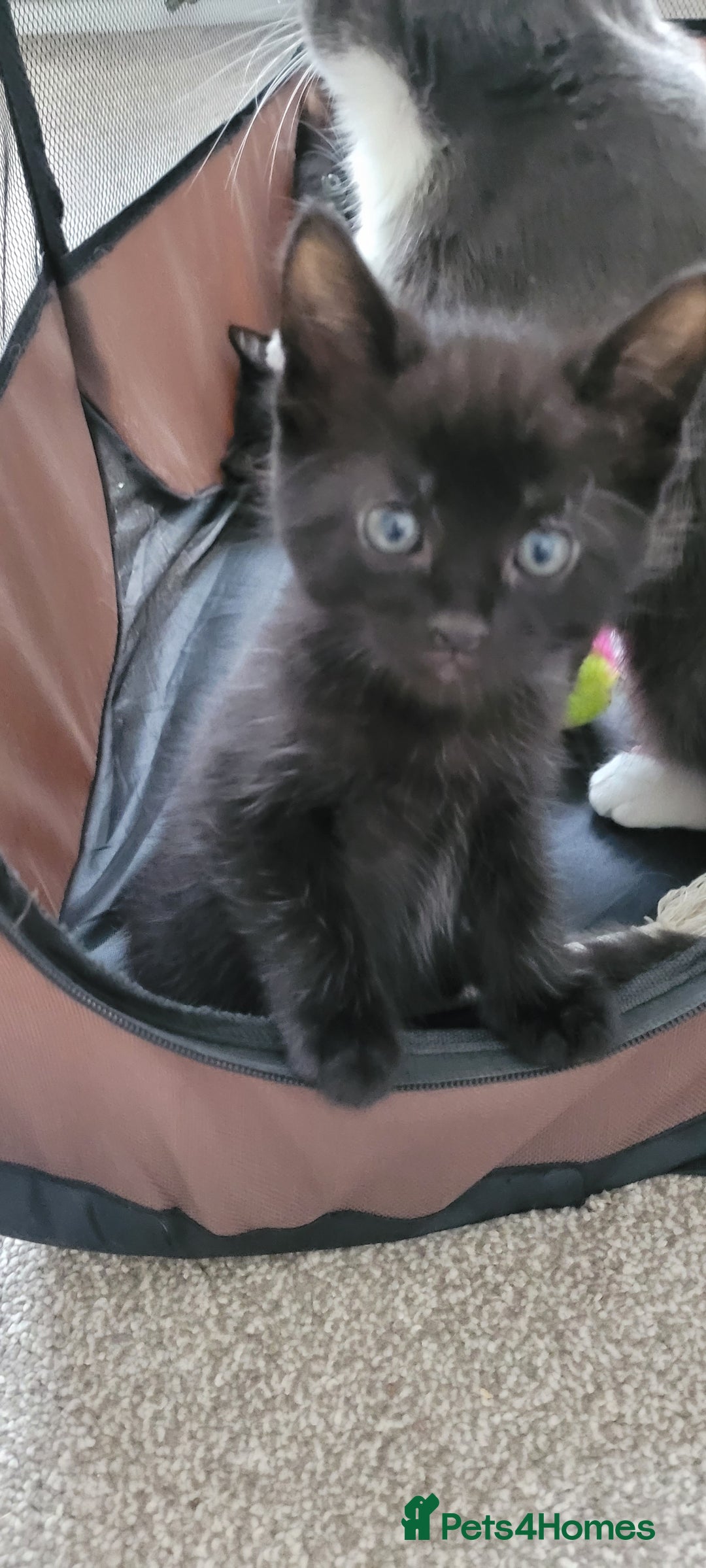 Domestic Shorthair cats for sale: 6 lovable bundles of mischief seek forever home - Image 5