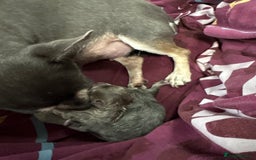 Chihuahua dogs for sale: 1 boy & 1 girl lilac/ grey chihuahuas  - Image 2