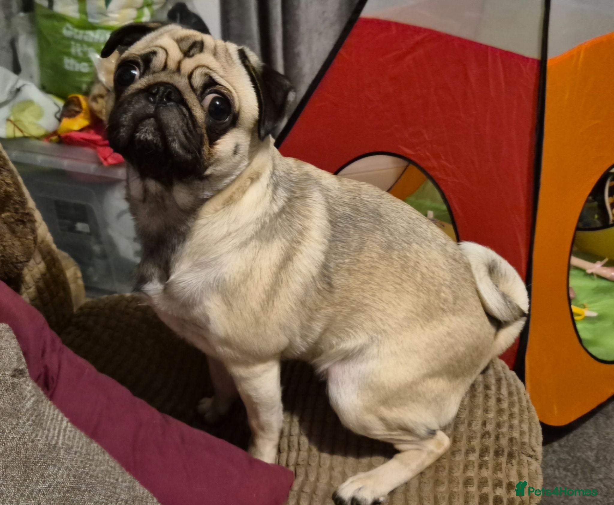Pug dogs 3x pug girls 1x pug boy - Advert 1