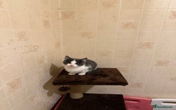Ragdoll cats for sale: Ragdoll x Kittens - Image 6