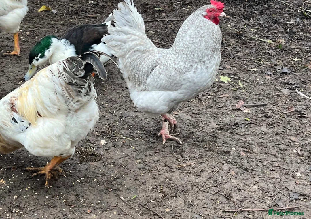 Chickens poultry for sale: Cockerel Light Sussex Wellsummer Lavender Araucana - Advert 2