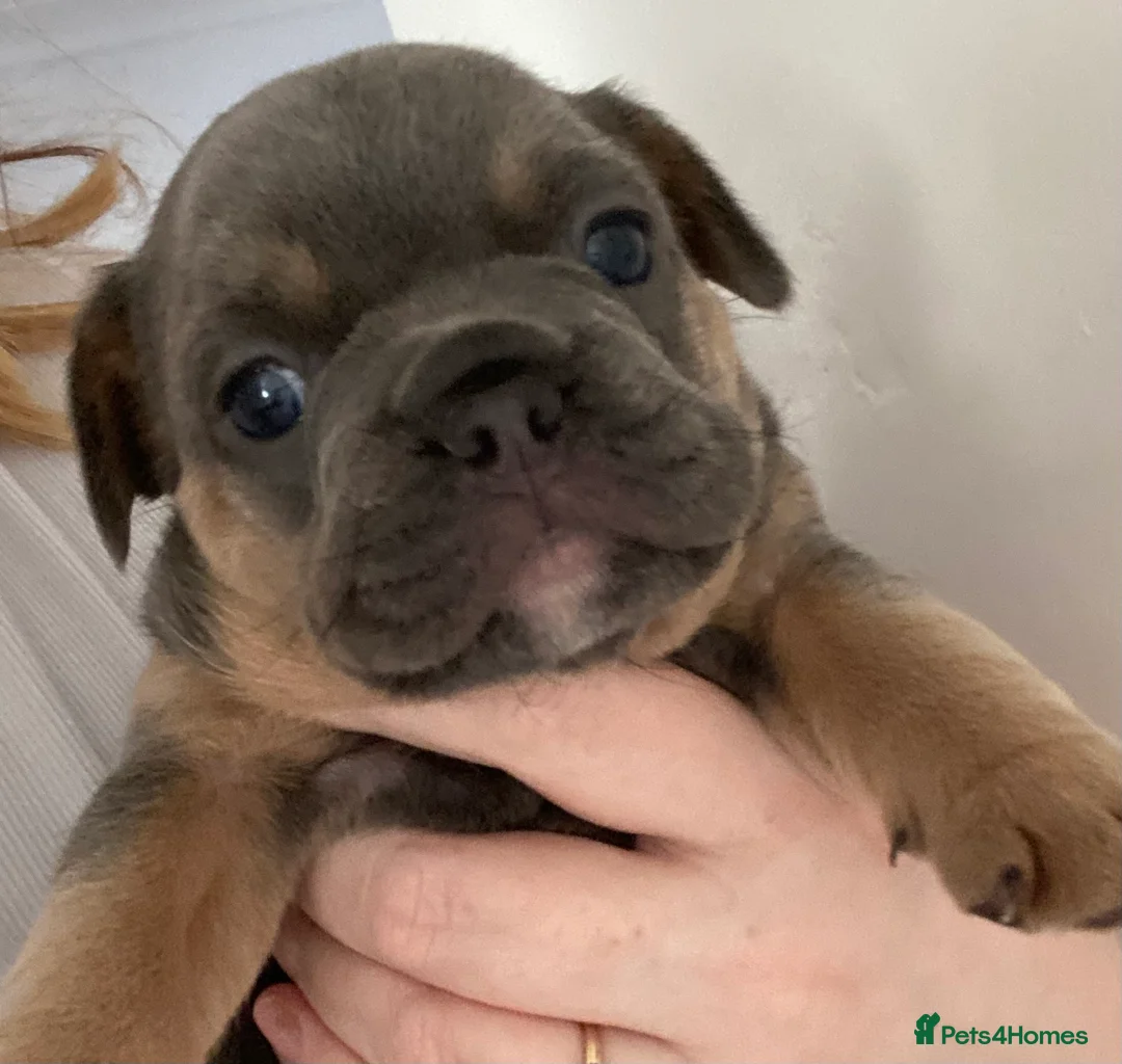 French Bulldog dogs for sale: 🐶 🐾 3 BEAUTIFUL FLUFFY CARRIERS FRENCHIES 🐾 🐶 - Advert 7