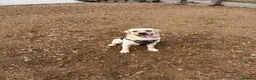 Labrador Retriever dogs for sale: Wonderful Toby  - Advert 1