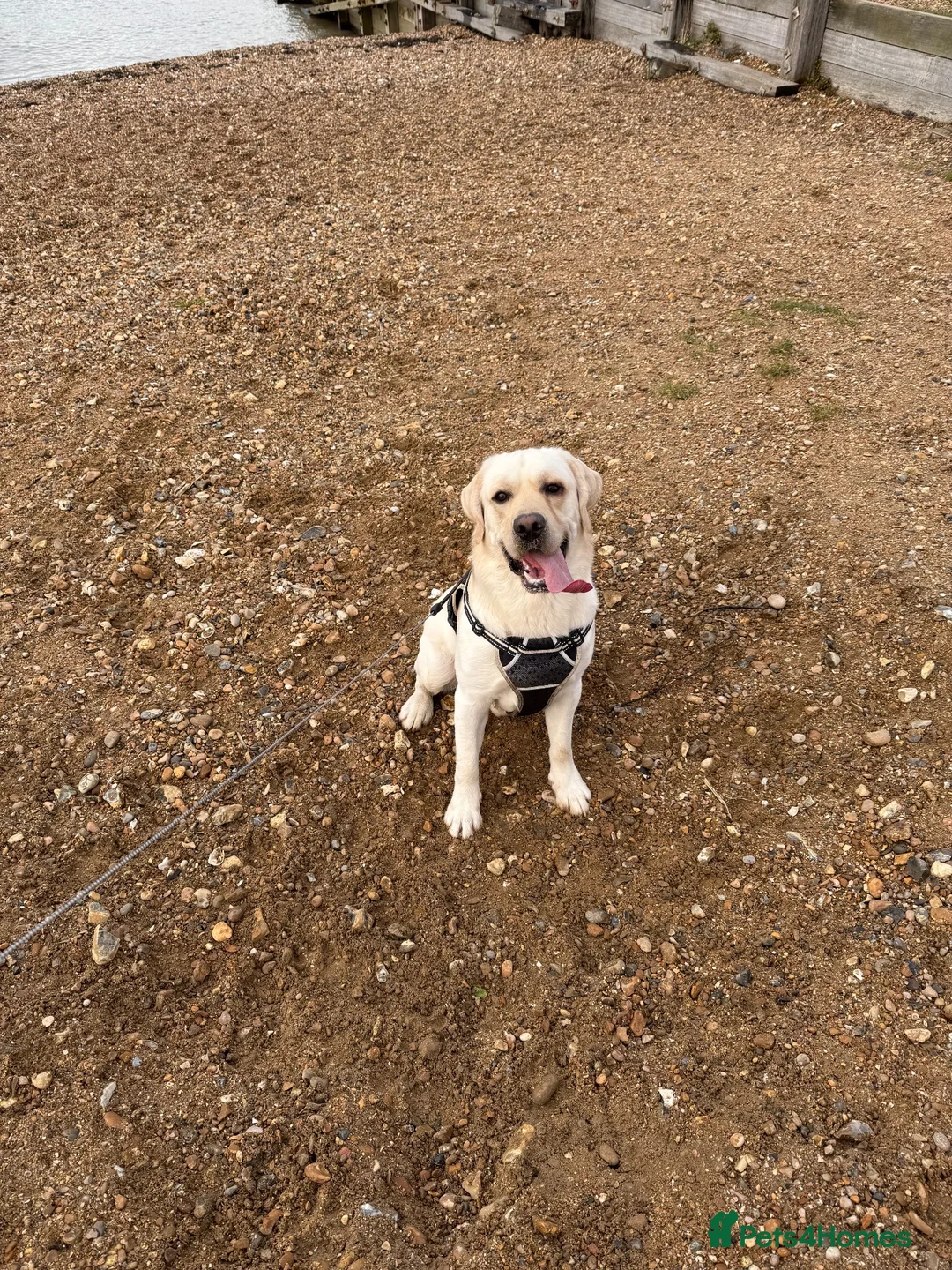 Labrador Retriever dogs for sale: Wonderful Toby  - Advert 1