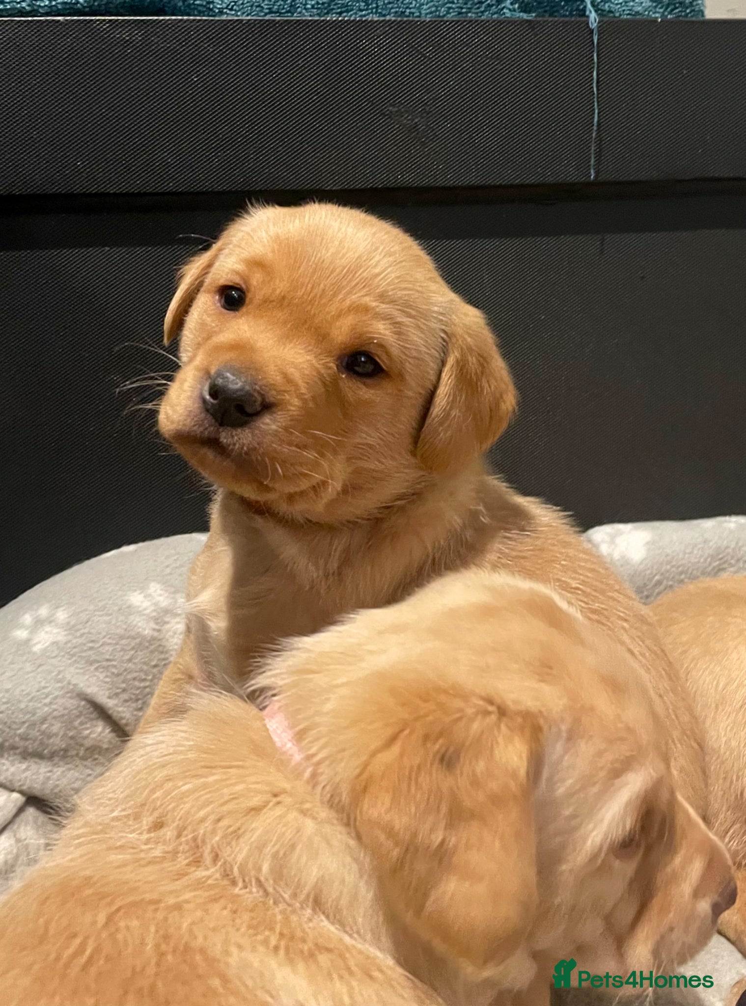 Labrador Retriever dogs Health tested lab pups  - Advert 9