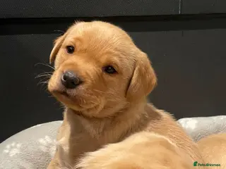 Labrador Retriever dogs Health tested lab pups - Advert 9