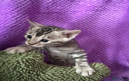 Bengal cats for sale: Stunning Silver Bengal Kittens 😻 - Image 18