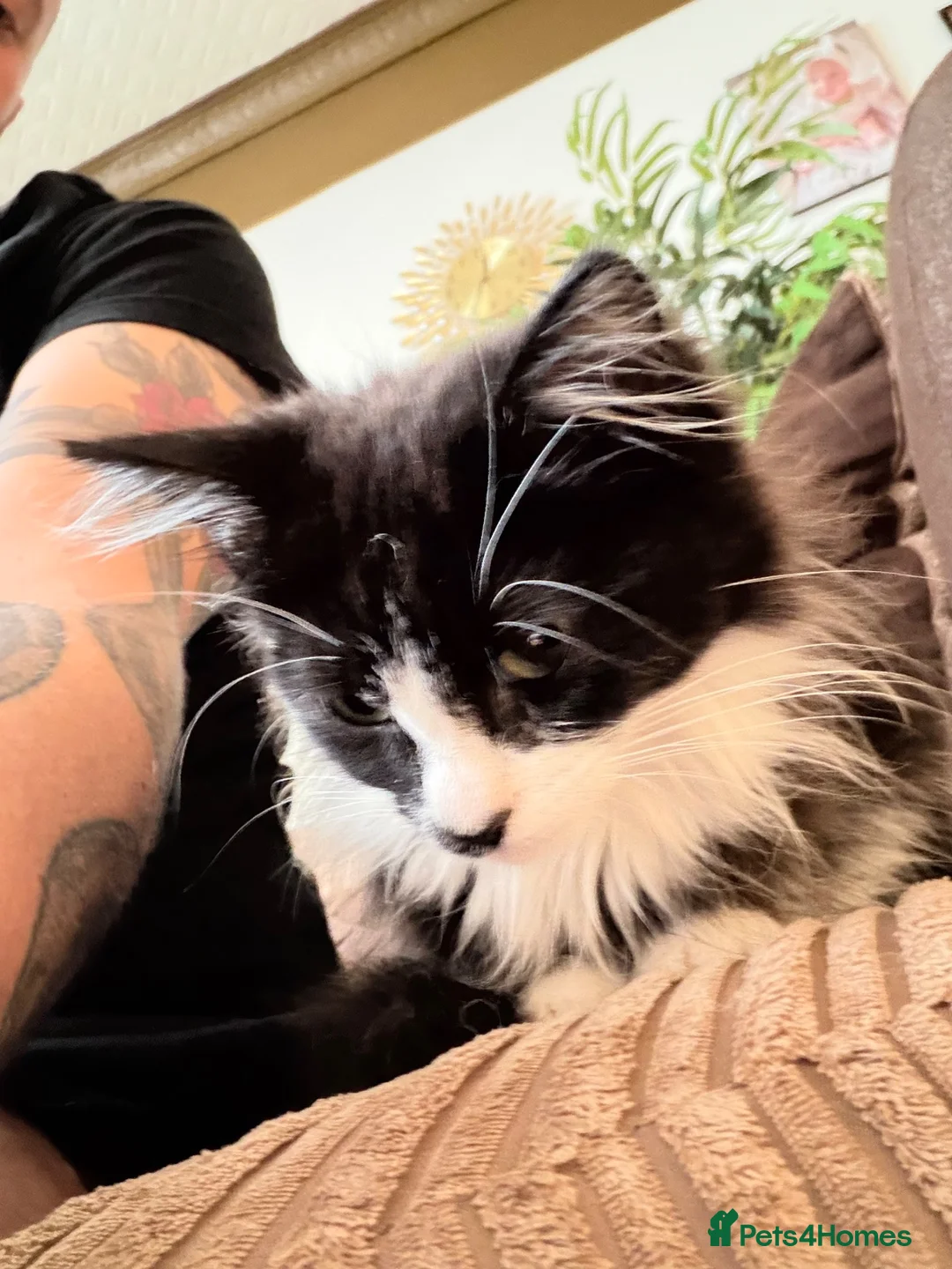 Mixed Breed cats for sale: Beautiful little ones - Advert 8