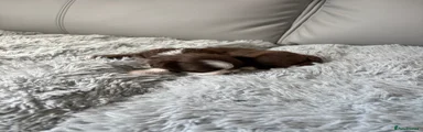 Shih Tzu Puppy 5