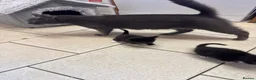 Mixed Breed cats for sale: Kittens  - Advert 4