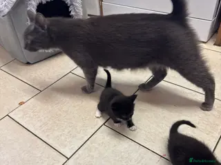 Mixed Breed cats Black & White Kittens, Mum Full Grey - Advert 2