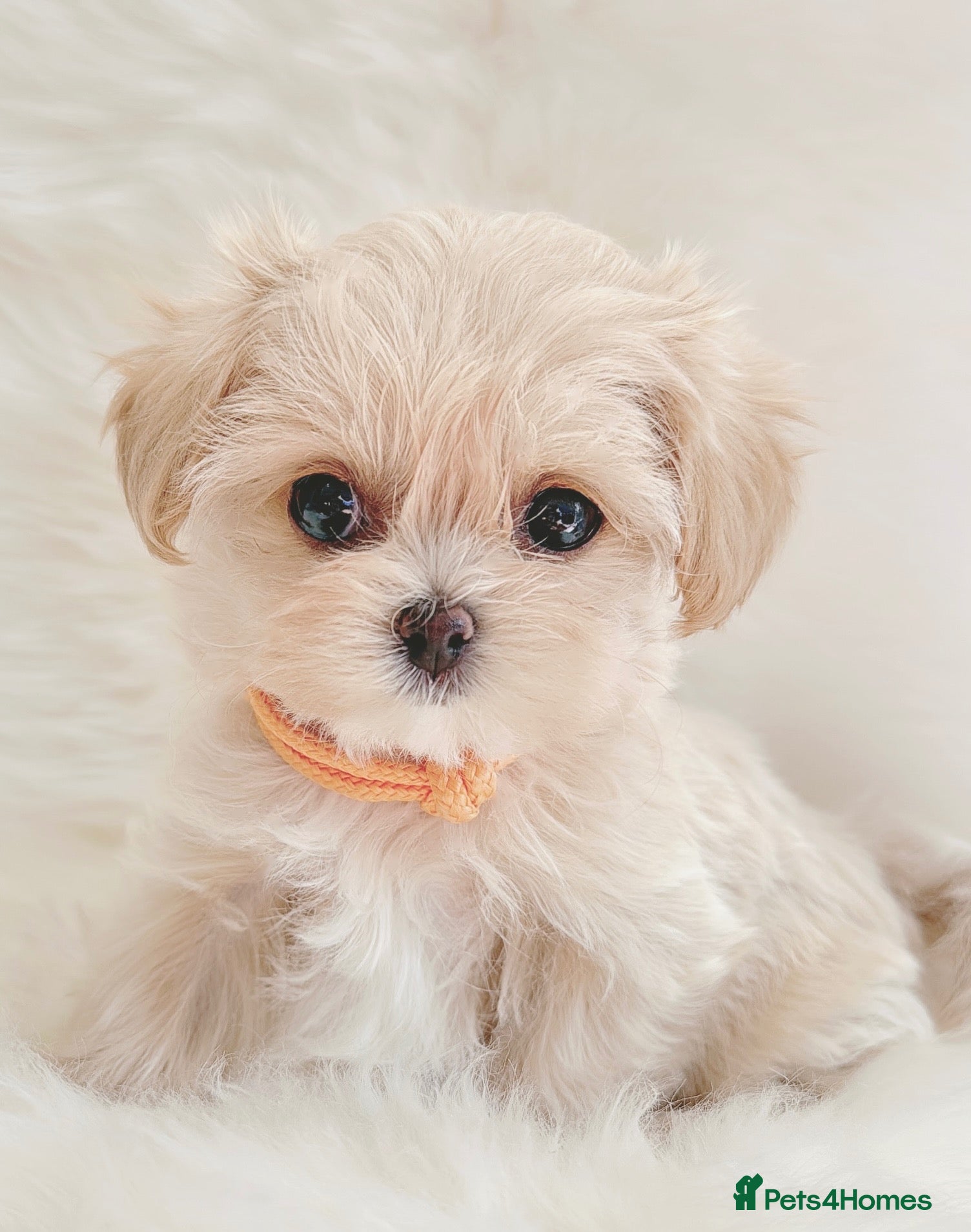 Maltipoo dogs Extra small F1 maltipoo puppies  - Advert 6