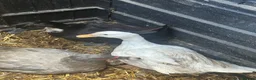 Ducks poultry for sale: Black Swedish duck female  in Lancing - Advert 2